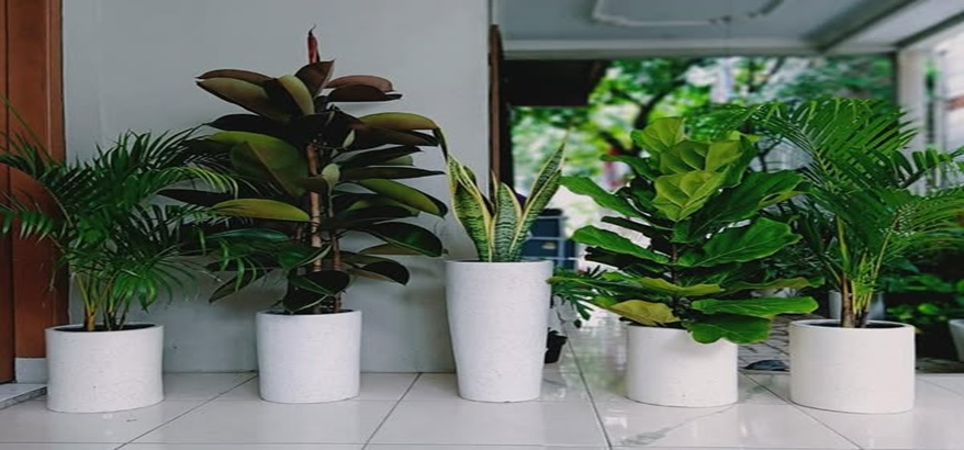 Kelebihan Sewa Jasa Tanaman Hias Dibandingkan dengan Membuat Sendiri
