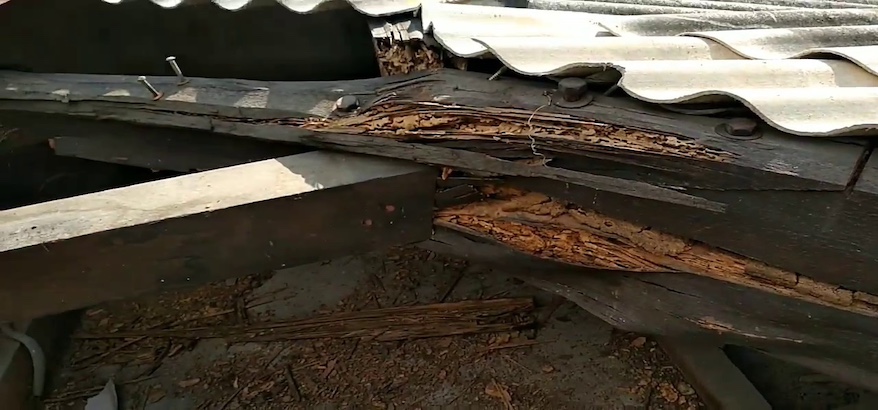 Keunggulan Jasa Anti Rayap Bali untuk Hunian Aman