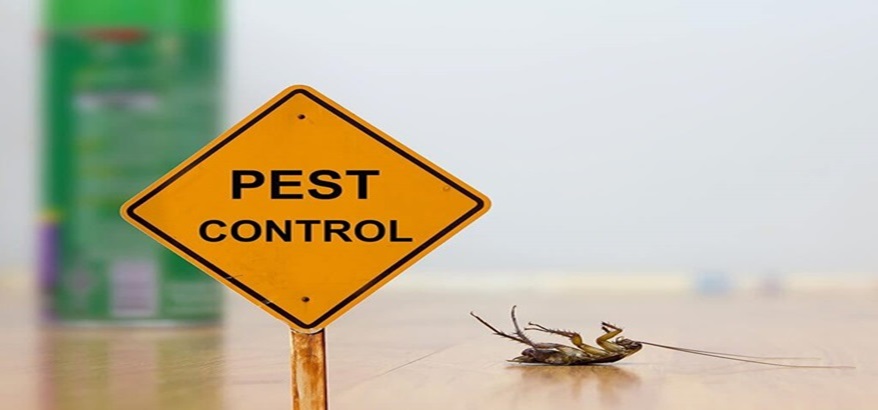Inilah Tips Mudah Memilih Jasa Pest Control Terbaik dan Terpercaya